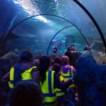 Sea Life Centre Trip Summer 2017